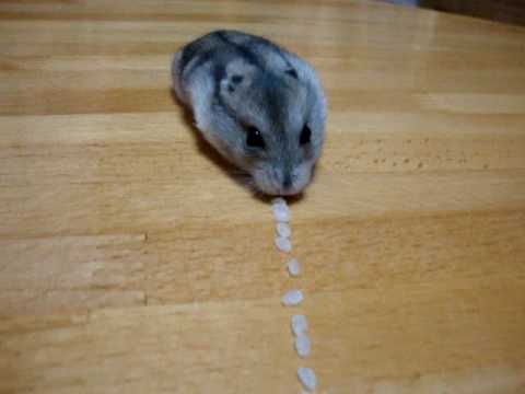 ハムスターお米掃除機 Hamster Vacuum Rice Cleaner - YouTube
