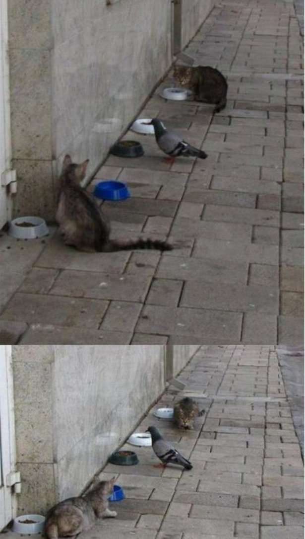 《画像》笑える動物の写真