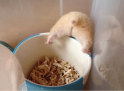 ハムケツ好きな人！