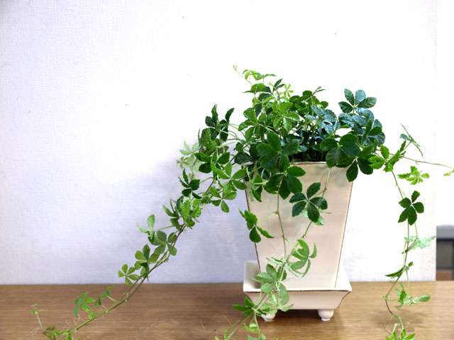 これがあるとオシャレな部屋!!だと思うインテリア雑貨