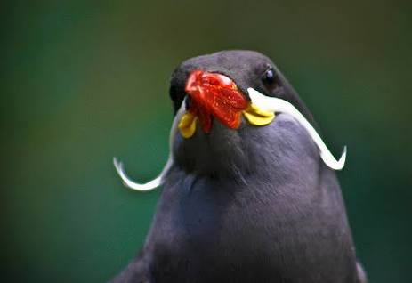 鳥の写真が集まるトピ