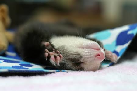 動物の癒し系画像トピ