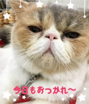 貼り場のない画像が集まるトピ