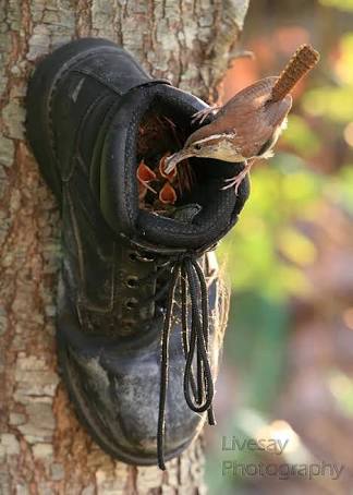 鳥の写真が集まるトピ
