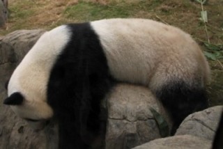 パンダの画像を集めるトピ
