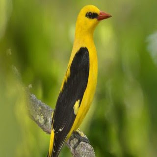 鳥の写真が集まるトピ