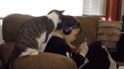 甘えている動物の写真をください
