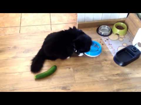 おもしろ動画 7　ねこｖｓきゅうり　Cat vs Cucumber - YouTube