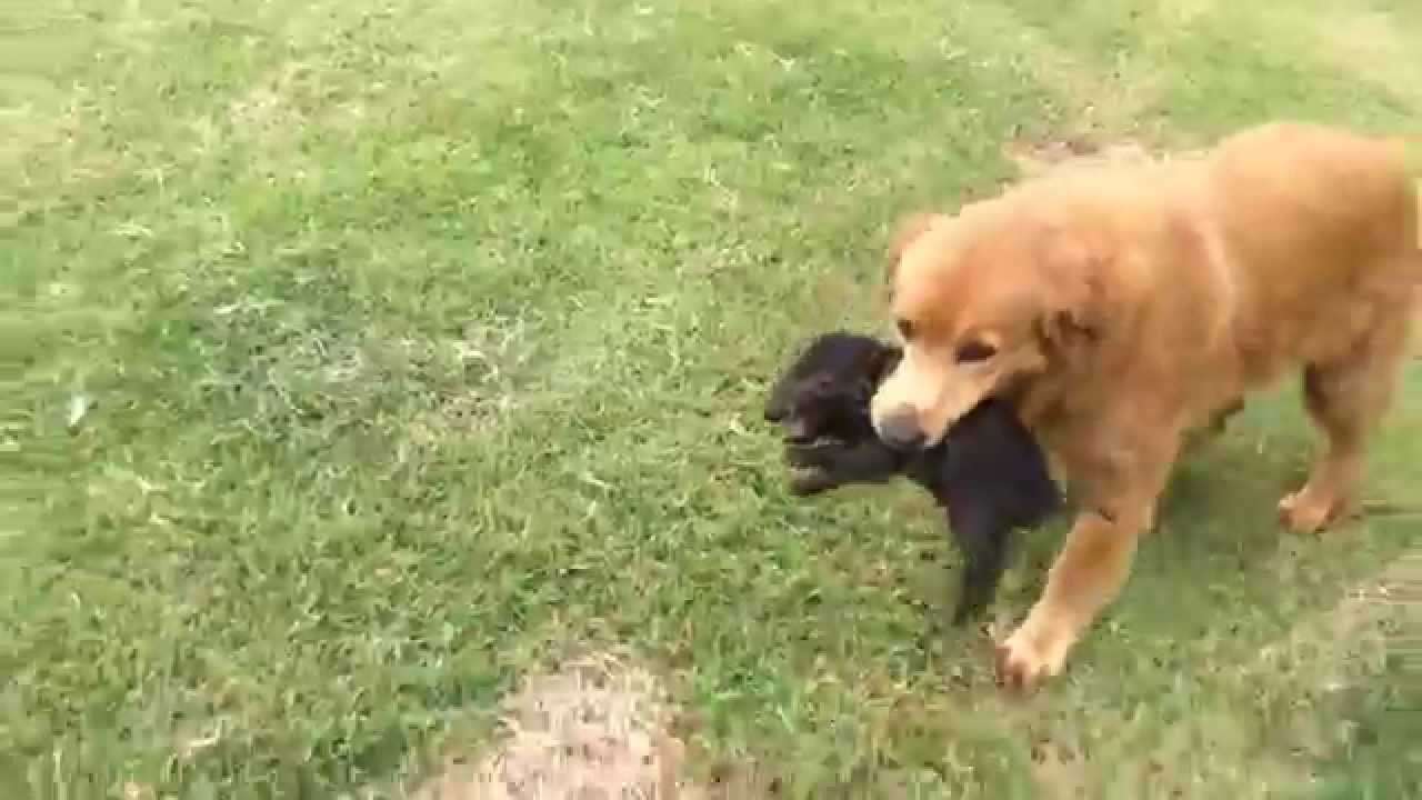 Sarah carries a wild piglet. *Piglet UNHARMED* - YouTube