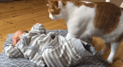 はじめて出会った赤ちゃんに驚きが隠せない猫たちが可愛すぎる！ | ANIMALive