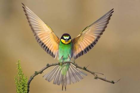 鳥の写真が集まるトピ