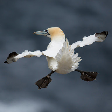 鳥の写真が集まるトピ