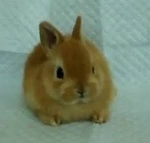 動物界で赤ちゃんが1番かわいいのってなんですかね？？