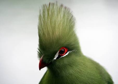 鳥の写真が集まるトピ
