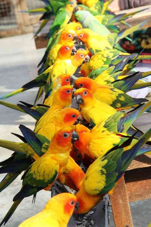 鳥の写真が集まるトピ