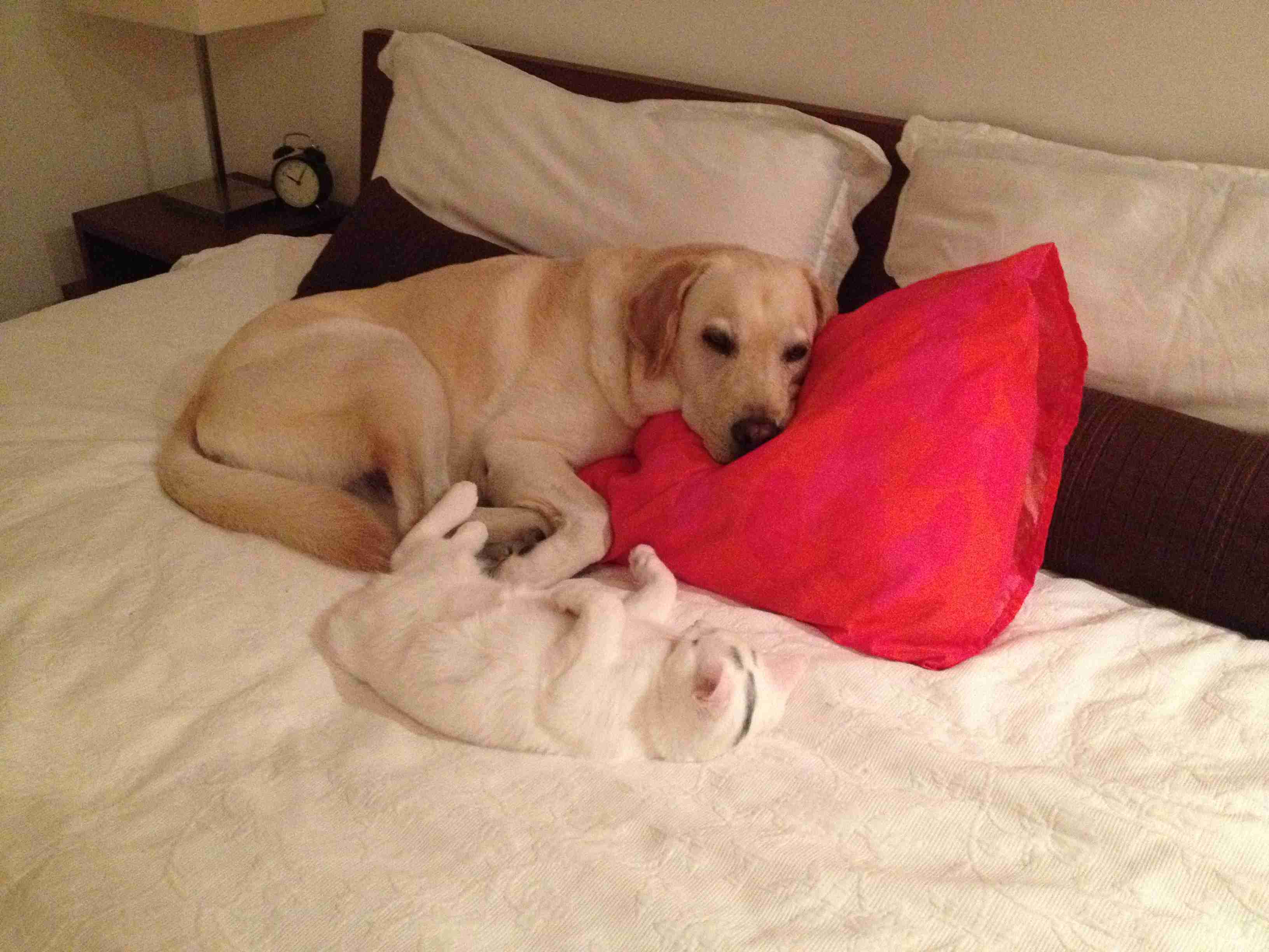 甘えている動物の写真をください