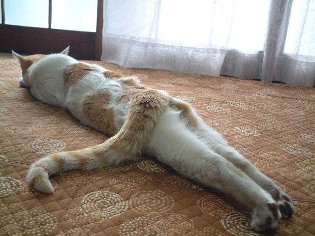 《画像》笑える動物の写真