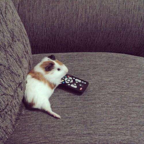 アニメを見る決め手は