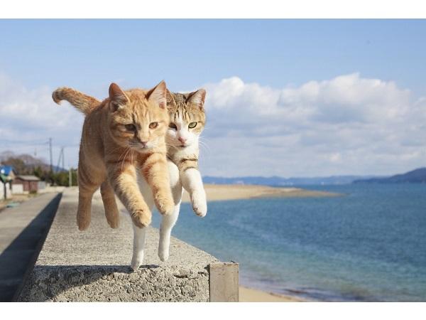 色々なものが飛んでる画像を貼るトピ