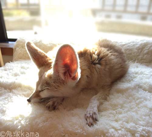 日向ぼっこしてる動物の画像