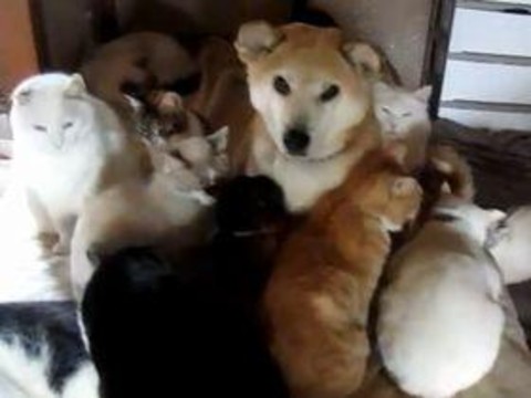 2匹のヒツジの間で暖をとる猫が可愛い 氷点下35度の中国で