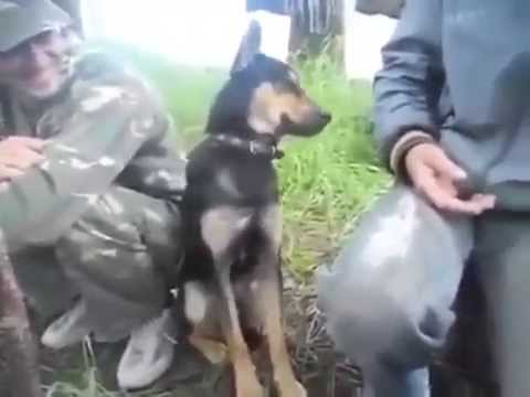 Extremely sleepy dog struggles to stay awake - YouTube