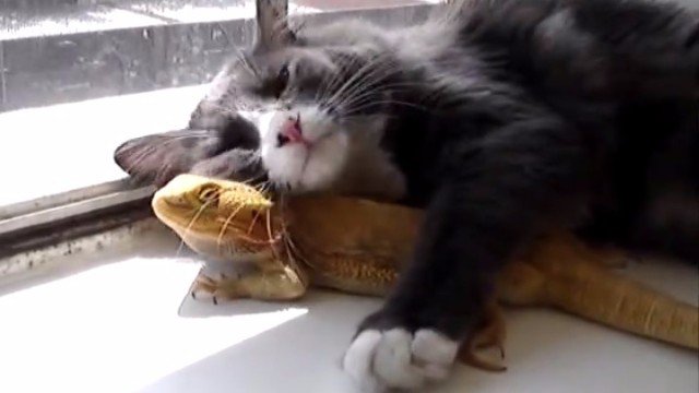 猫とイグアナが仲良く日向ぼっこ♪仲良くお昼寝姿にほのぼの | ANIMALive
