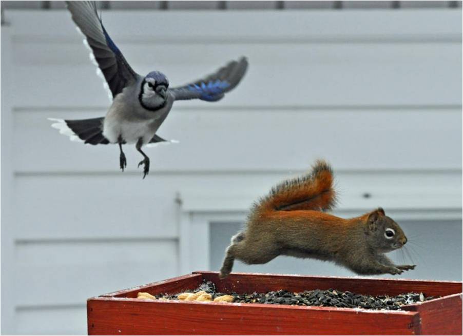 鳥の写真が集まるトピ