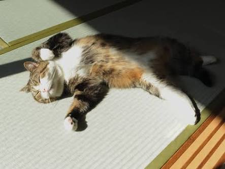 日向ぼっこしてる動物の画像