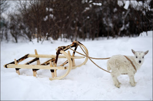 雪と動物たちの画像