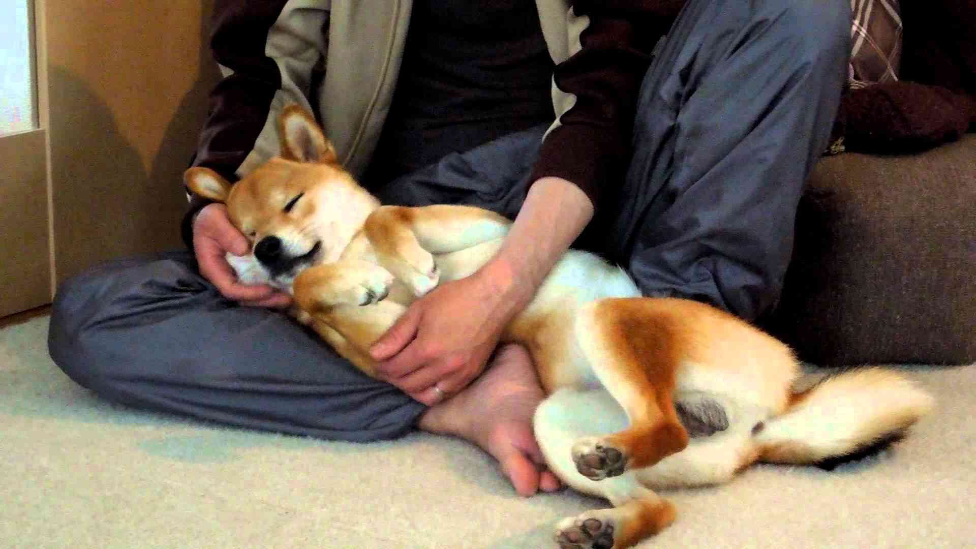 甘えている動物の写真をください