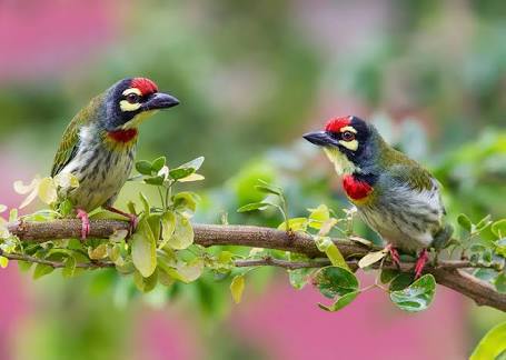 鳥の写真が集まるトピ