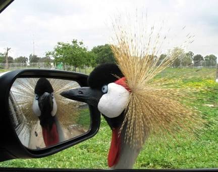 鳥の写真が集まるトピ