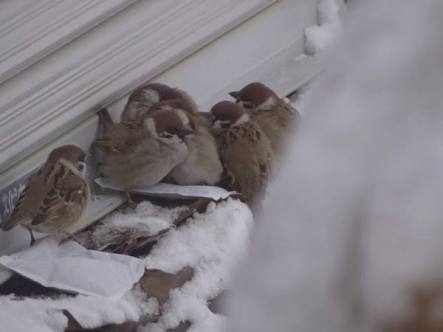 鳥の写真が集まるトピ