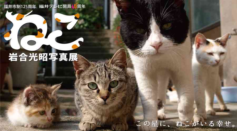 「もう そこにおれ」 おじいちゃんと黒猫の日常の一コマがかわいすぎる4枚