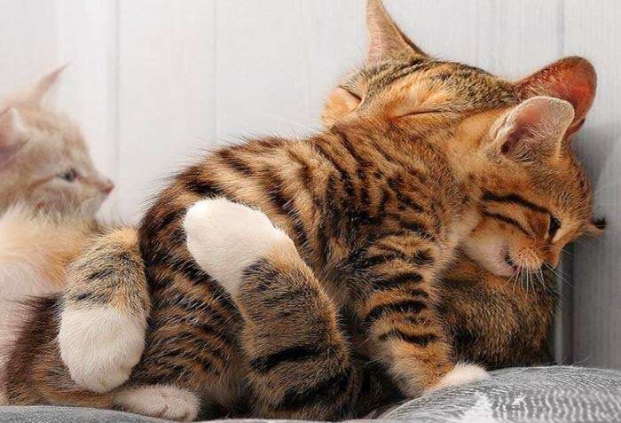甘えている動物の写真をください