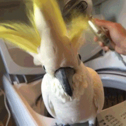 鳥の写真が集まるトピ