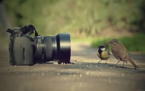 鳥の写真が集まるトピ
