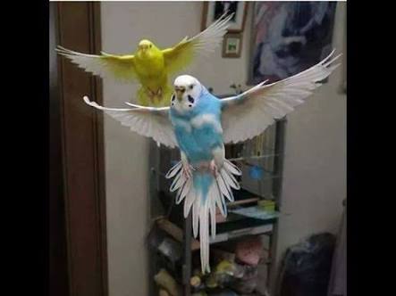鳥の写真が集まるトピ