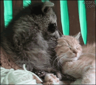 甘えている動物の写真をください