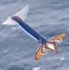 色々なものが飛んでる画像を貼るトピ