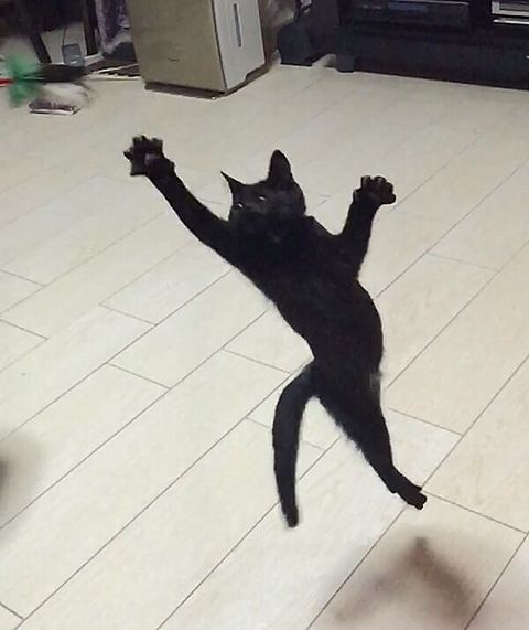 《画像》笑える動物の写真