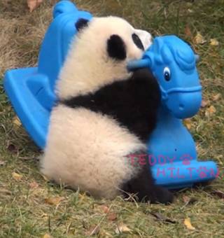 動物の癒し系画像トピ