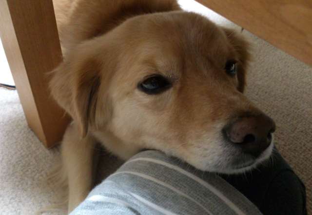甘えている動物の写真をください