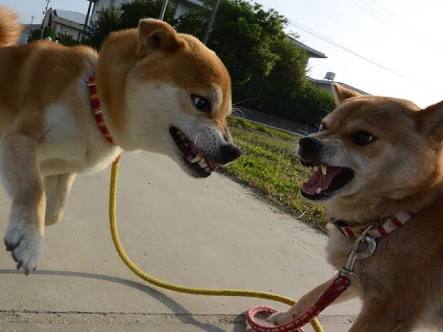 見つめ合う画像を貼るトピ