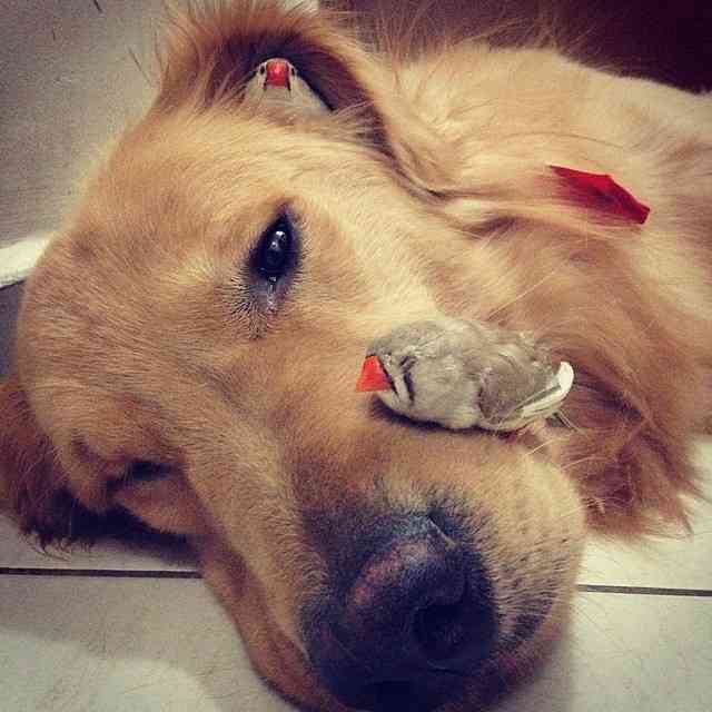 甘えている動物の写真をください