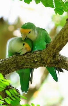 鳥の写真が集まるトピ