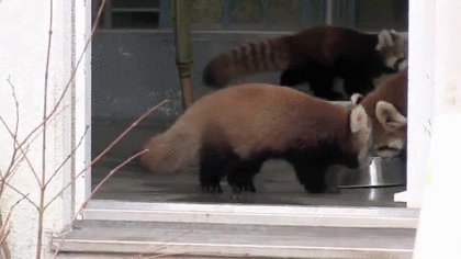 《画像》笑える動物の写真