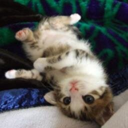 動物の癒し系画像トピ