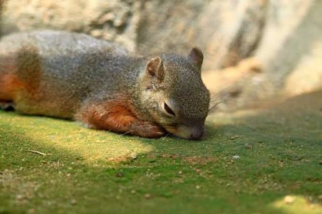 日向ぼっこしてる動物の画像